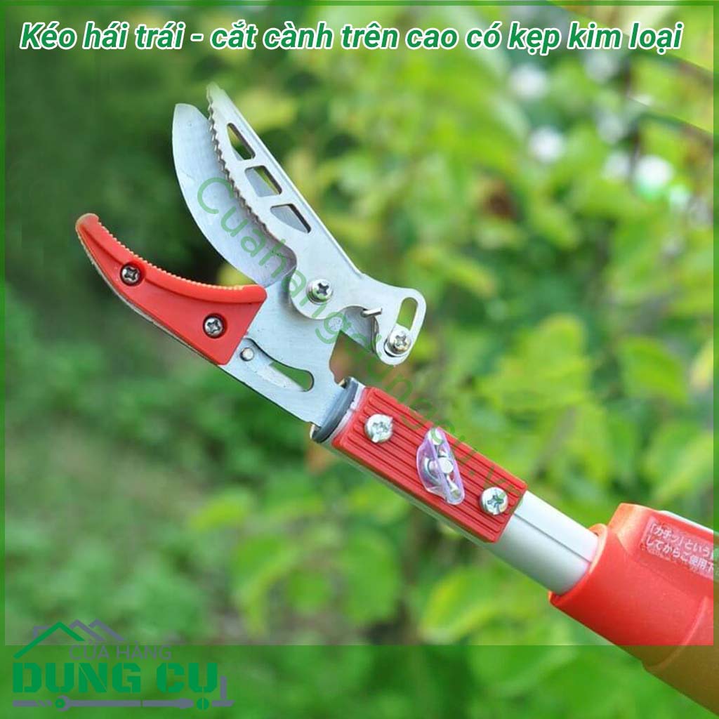 Dụng cụ hái quả – cắt tỉa cành cây trên cao dài 4m là một sản phẩm rất tiện ích đáp ứng được nhu cầu của các nhà vườn không cần phải leo trèo hay kê thang mà vẫn thu hoạch được hoa quả cũng như cắt tỉa những cành không cần thiết rất hiệu quả.