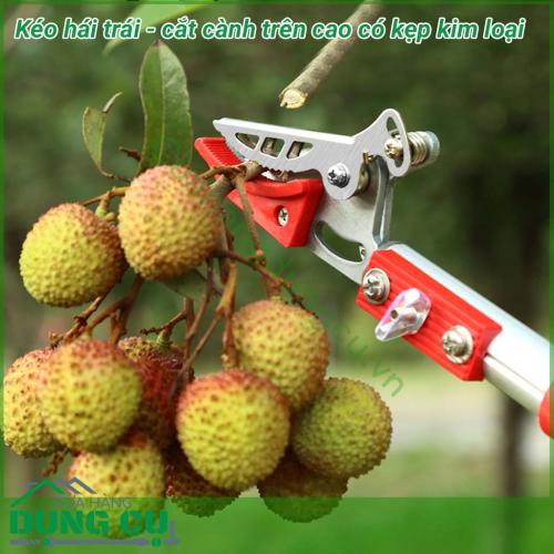 Dụng cụ hái quả – cắt tỉa cành cây trên cao dài 4m là một sản phẩm rất tiện ích đáp ứng được nhu cầu của các nhà vườn không cần phải leo trèo hay kê thang mà vẫn thu hoạch được hoa quả cũng như cắt tỉa những cành không cần thiết rất hiệu quả.