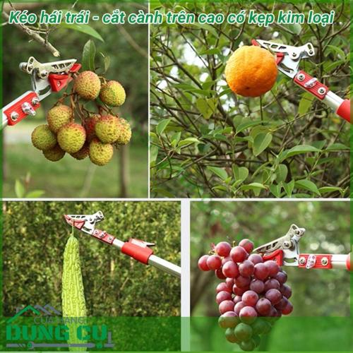 Dụng cụ hái quả – cắt tỉa cành cây trên cao dài 4m là một sản phẩm rất tiện ích đáp ứng được nhu cầu của các nhà vườn không cần phải leo trèo hay kê thang mà vẫn thu hoạch được hoa quả cũng như cắt tỉa những cành không cần thiết rất hiệu quả.